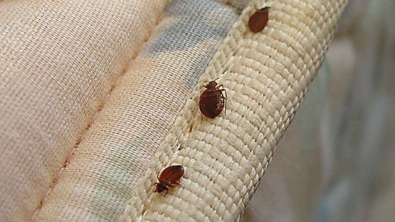 bed bugs for alcohol withdrawal